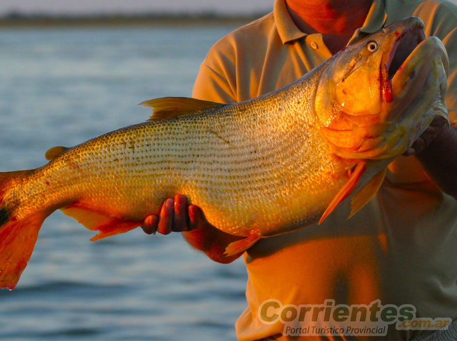 Pesca en Empedrado - Imagen: Corrientes.com.ar