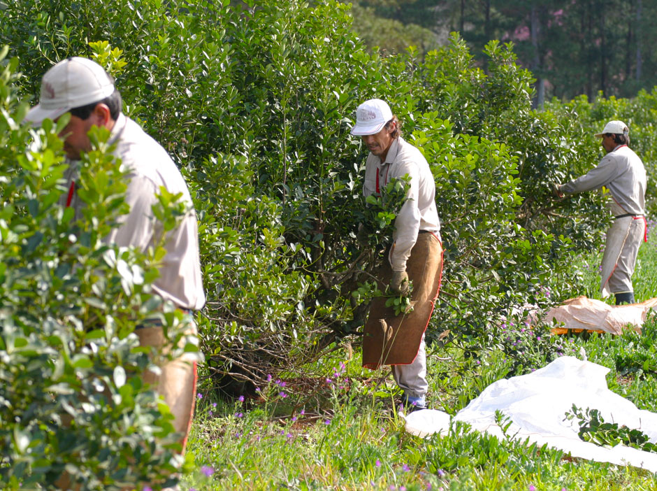 Agricultura en Corrientes - Imagen: Corrientes.com.ar