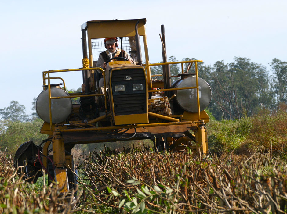 Agricultura en Corrientes