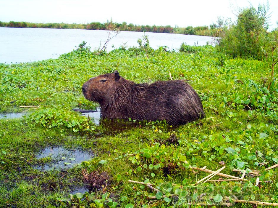 Esteros del Iber en Corrientes - Imagen: Corrientes.com.ar