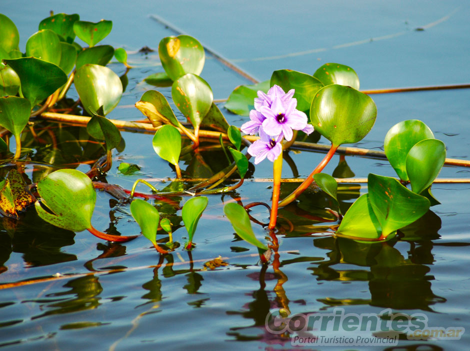 Flora en Esteros del Iber - Imagen: Corrientes.com.ar