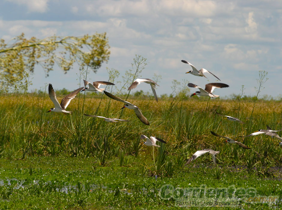 Flora y Fauna en Corrientes - Imagen: Corrientes.com.ar