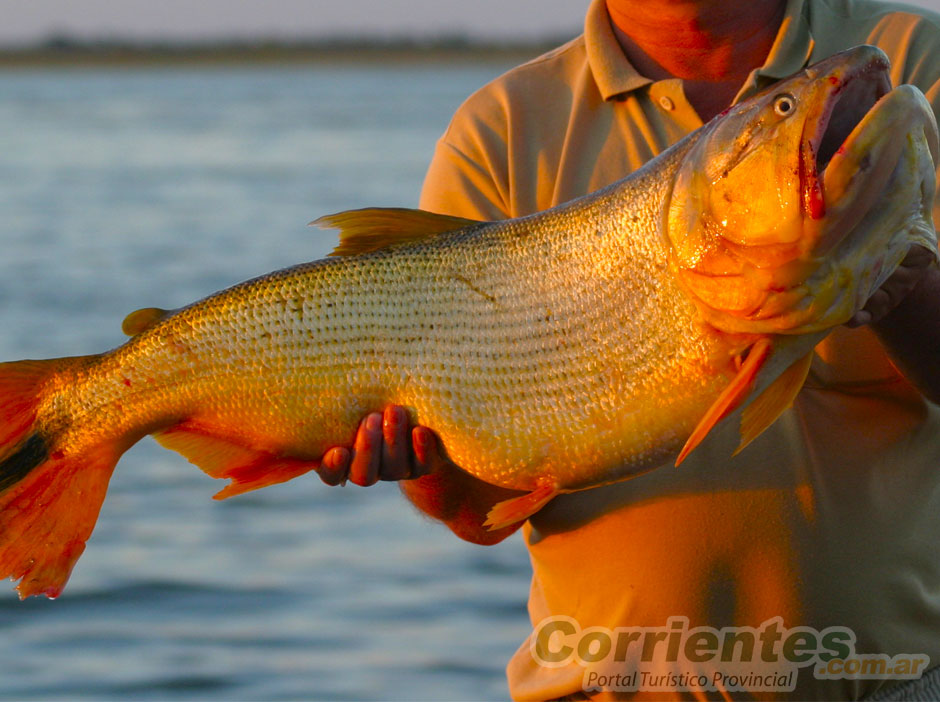 Pesca del Dorado en Corrientes - Imagen: Corrientes.com.ar