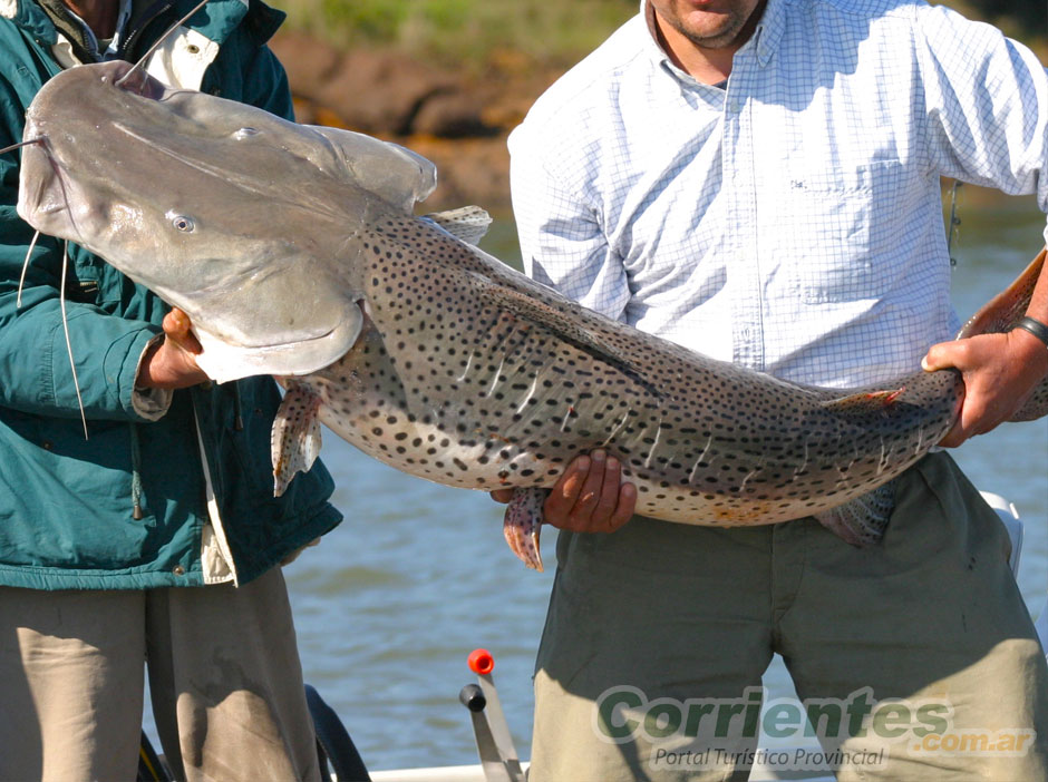 Pesca del Surub en Corrientes - Imagen: Corrientes.com.ar