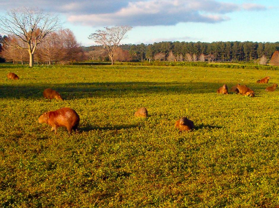 Turismo Rural de Virasoro - Imagen: Corrientes.com.ar