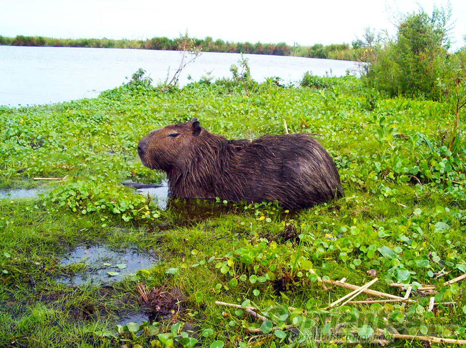 Fauna en Esteros del Iber - Imagen: Corrientes.com.ar